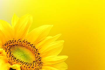 Sunflower on summer background