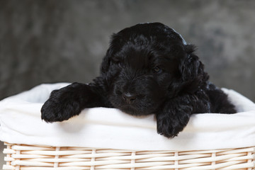 dog puppy in a basket