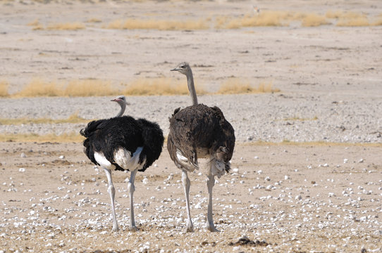 Male and female Ostriches