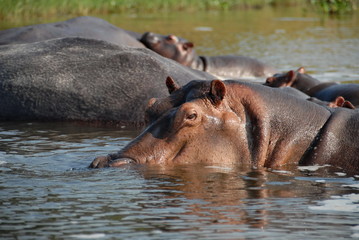 Hippos in The Victoria Nile.