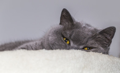 Müde Katze liegend - British Kurzhaar