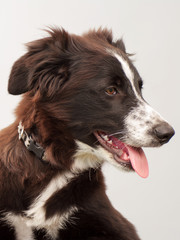 portrait of a bordercollie puppy