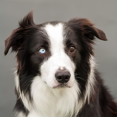 portrait of a bordercollie with one blue and one brown eye