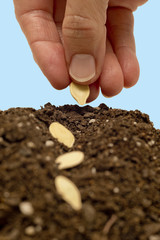 Planting Seeds XXXL