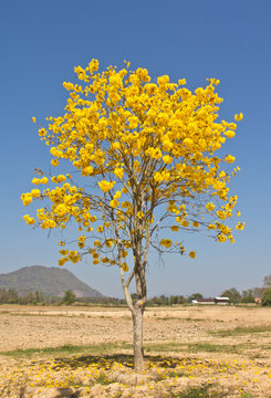 Yellow tabebuia flower against blue sky