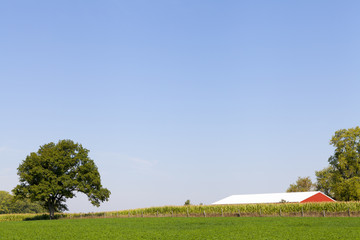 Fototapeta premium Traditional American Red Barn With Blue Sky