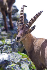 Stambecco alpino, Primo piano