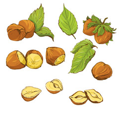 Set of highly detailed hand drawn hazelnuts isolated