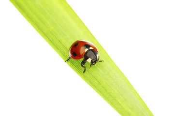ladybug on grass
