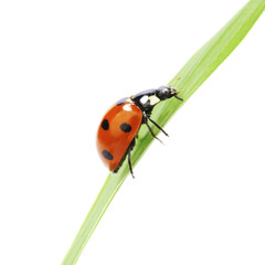 Fototapeta premium ladybug on grass
