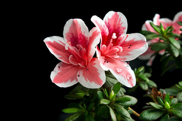 azalea flower
