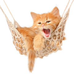 Plakaty  Śliczny rudowłosy kotek w hamaku