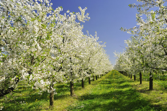 Bl&uuml;hende Obstb&auml;ume am Bodensee