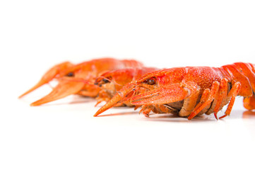 Red boiled crayfish on white large dish on white background