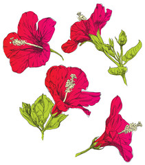 Hand draving Hibiscus flower blossom