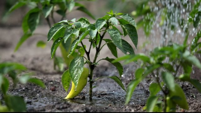 Watering of garden plants