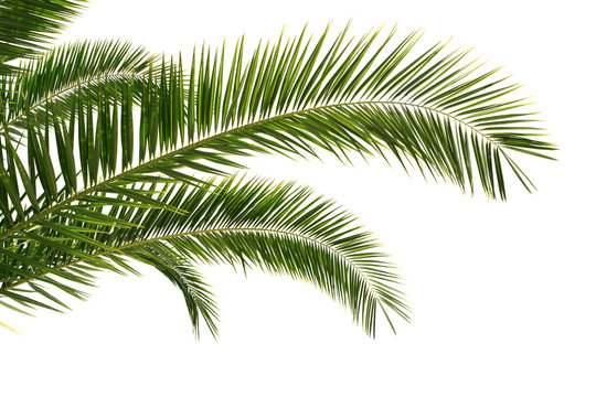 Fototapeta palm tree leaves isolated