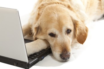 Dog with a laptop