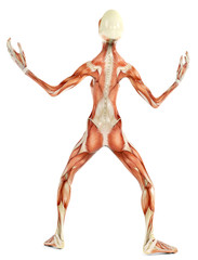 alien musculatory sytem back view