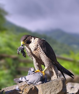 Halc&oacute;n peregrino comiendo.
