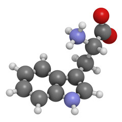 Tryptophan (Trp, W) amino acid, molecular model.