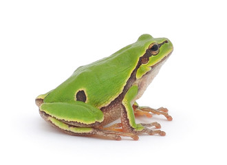Tree frog