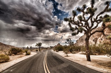 joshua tree with storm coming
