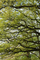 Obraz premium Trees in spring