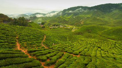 Tea valley