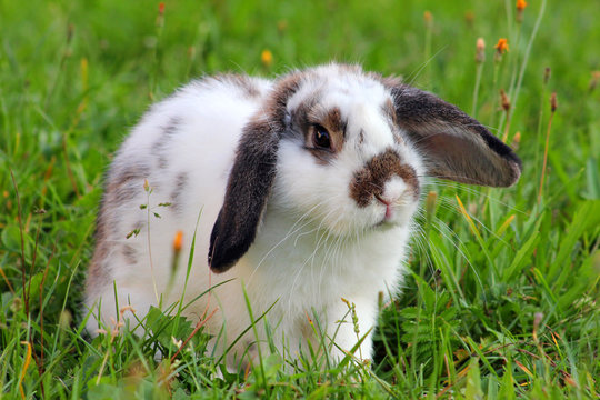 Widderkaninchen mit Auslauf