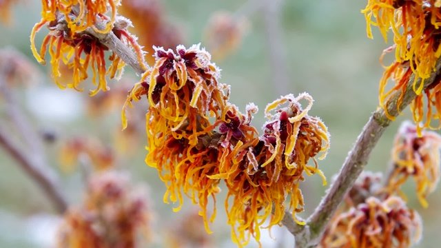 Hamamelis vid 08