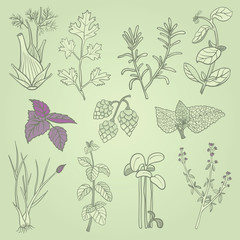 Herbs culinary hand drawn
