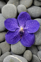 Fototapeta na wymiar Blue orchid flower and gray pebbles