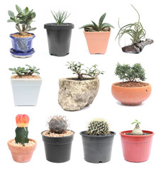 small potted garden trees