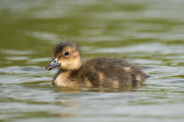 Baby widgeon