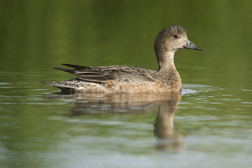 female eurasian wideon