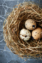 Obraz premium Three quail's eggs in a nest