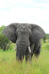 Fototapeta na wymiar Elefant Steppe