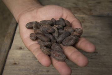 Kakaobohnen in der Hand