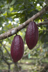rote Kakaofrucht