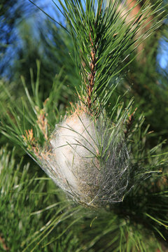 procesionaria nido enfermedad del pino 5400f