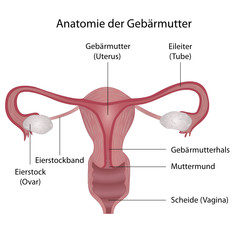 Anatomie der Gebärmutter (Uterus)