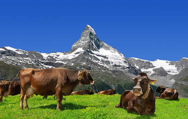 Cow in the Swiss Alps