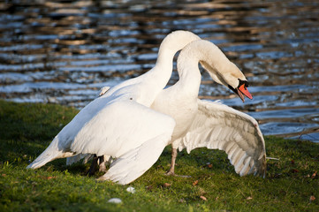Mute swans display aggressive and tender behaviour during mating