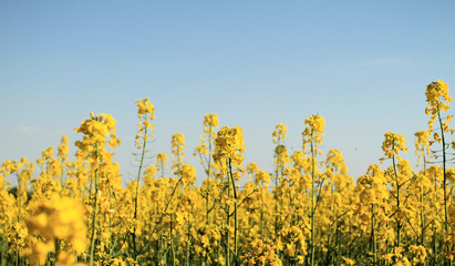 Obraz premium Colza field