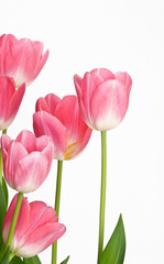 Beautiful Tulip flowers