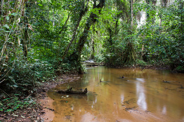 Naklejka premium Inside the african rainforest III