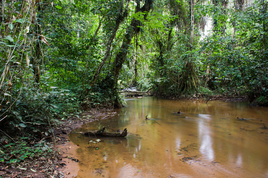 Fototapeta Inside the african rainforest III