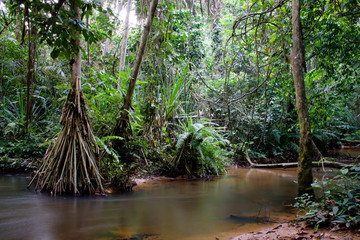 Fototapeta premium Inside the african rainforest II