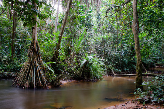 Fototapeta Inside the african rainforest II